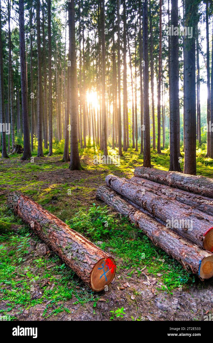 View of magical forest in soft light. Detail of forest lumber industry. Stock Photo