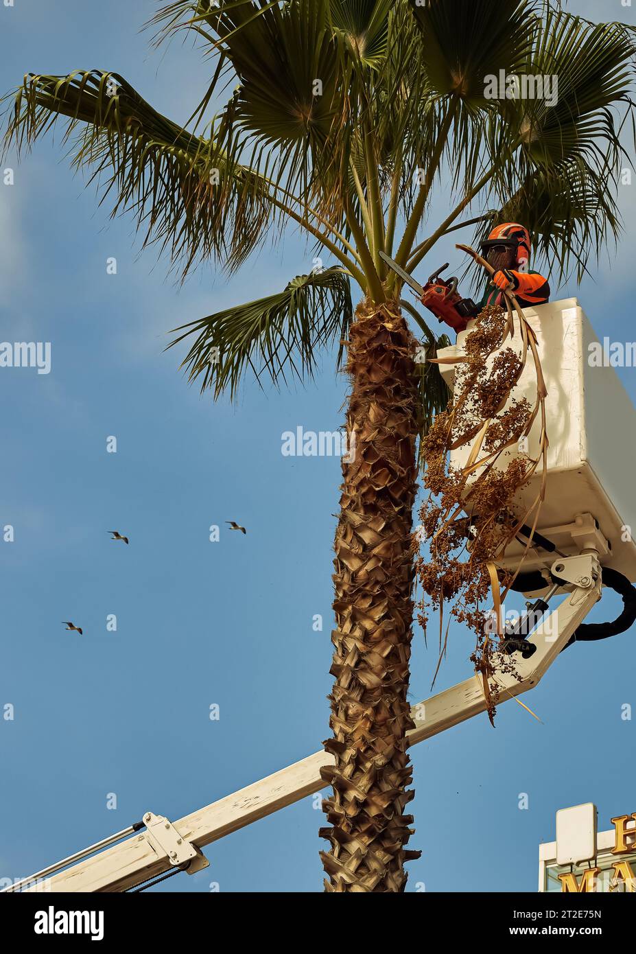 Palm tree pruning saw deals