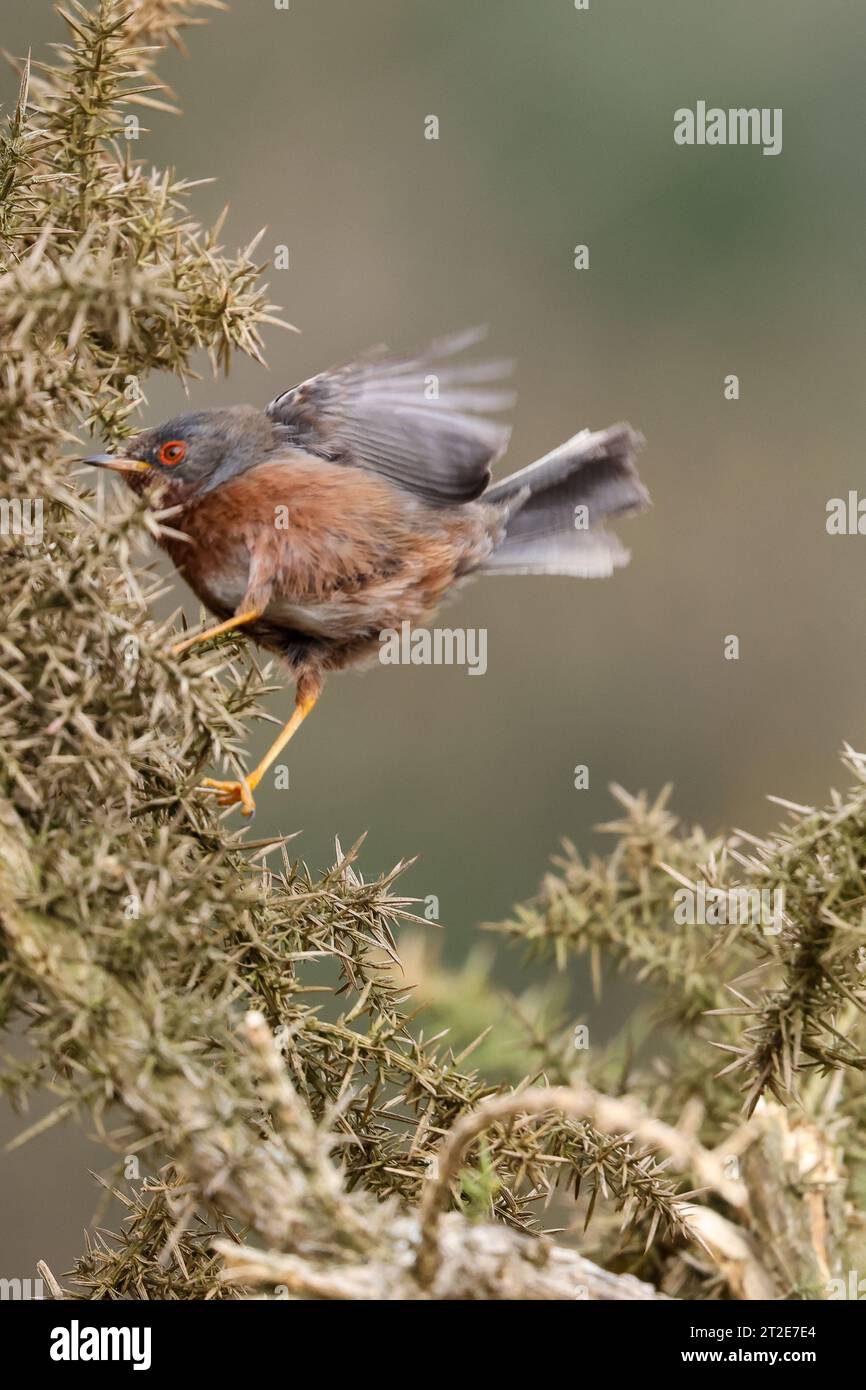 Hummingbird images hi-res stock photography and images - Alamy