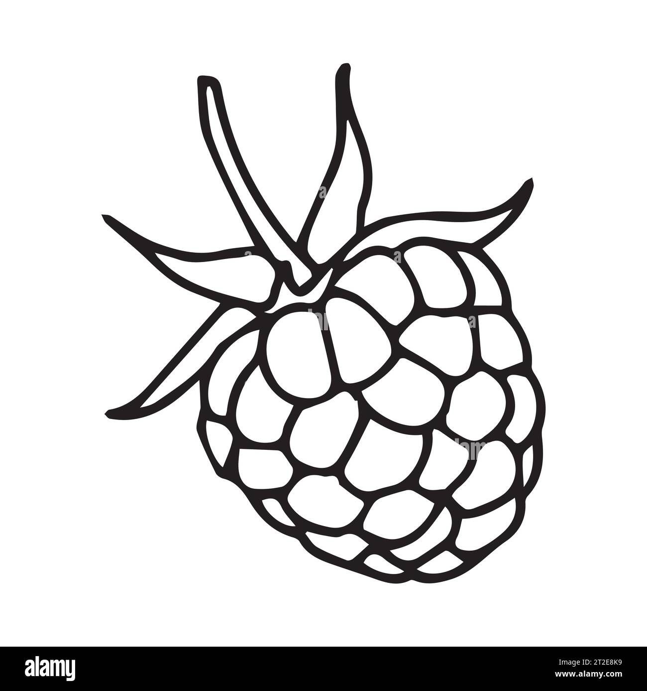 raspberries. White background with raspberry. Vector illustration Stock