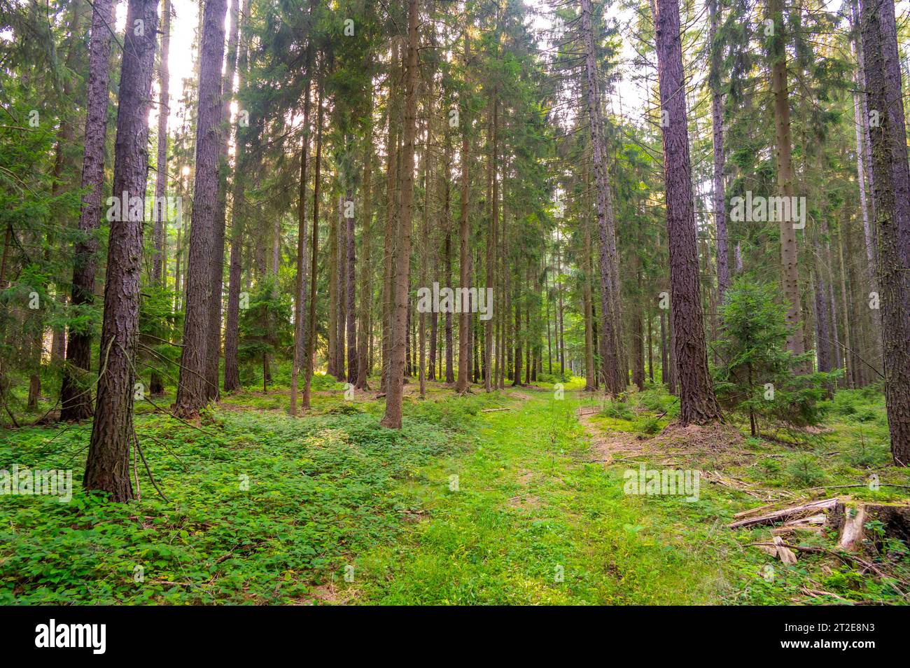 View of magical forest in soft light. Detail of forest lumber industry. Stock Photo