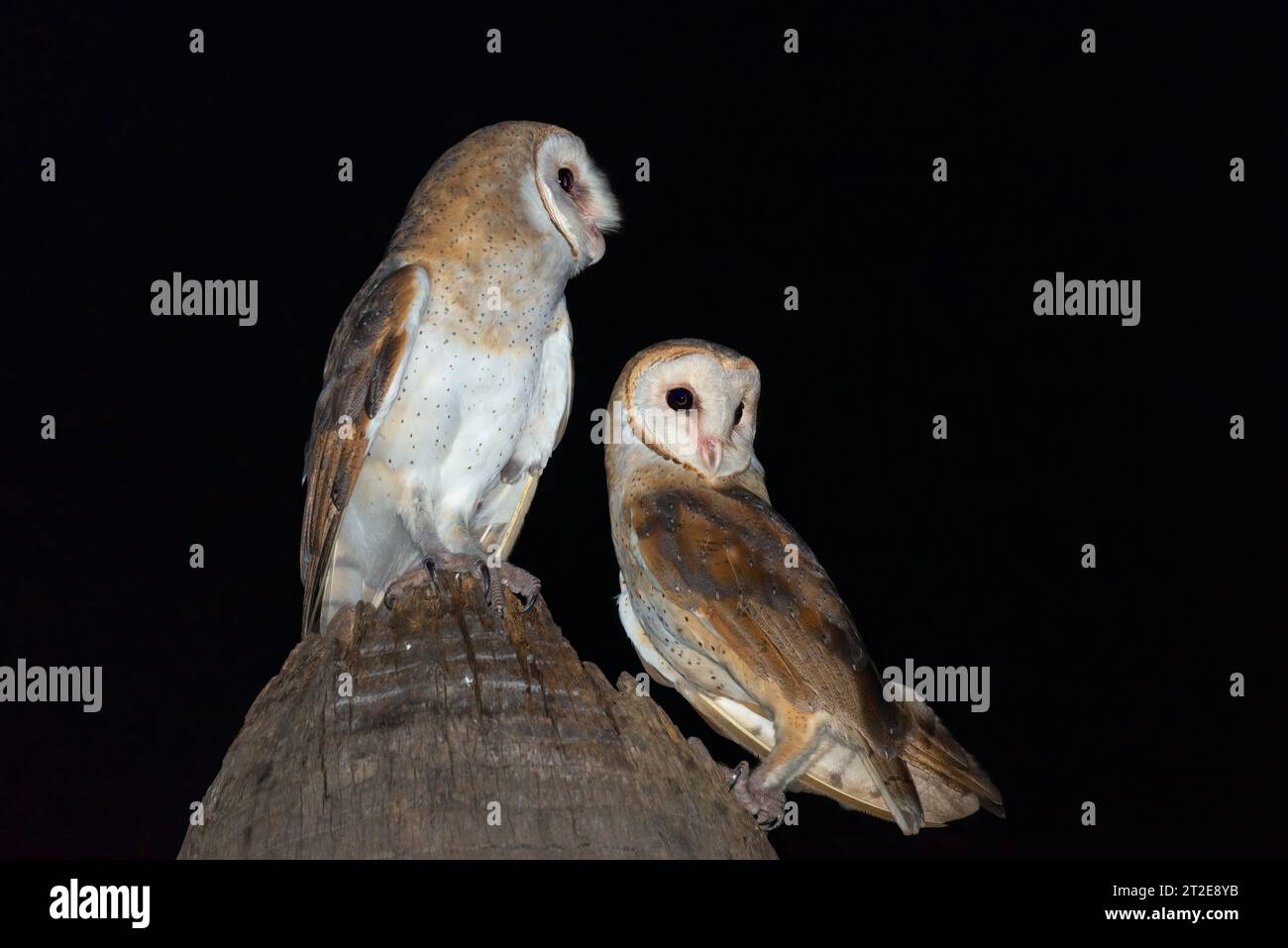 The owls look out ready to hunt CHANDIGARH, INDIA A SNAP of two barn owls creating the perfect heart have been captured.  Images show the barn owls bo Stock Photo