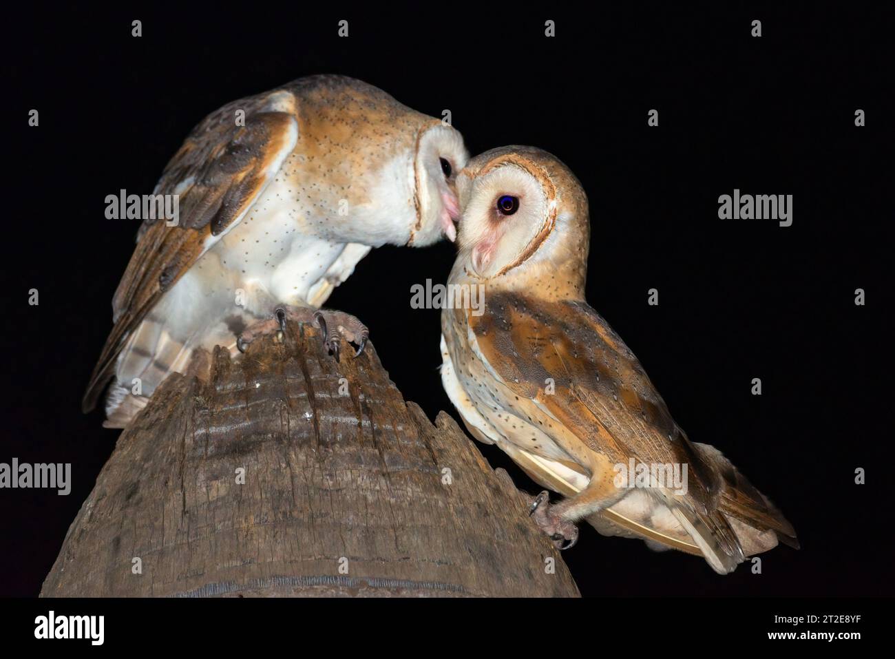 The owls share a kiss CHANDIGARH, INDIA A SNAP of two barn owls creating the perfect heart have been captured.  Images show the barn owls both facing Stock Photo