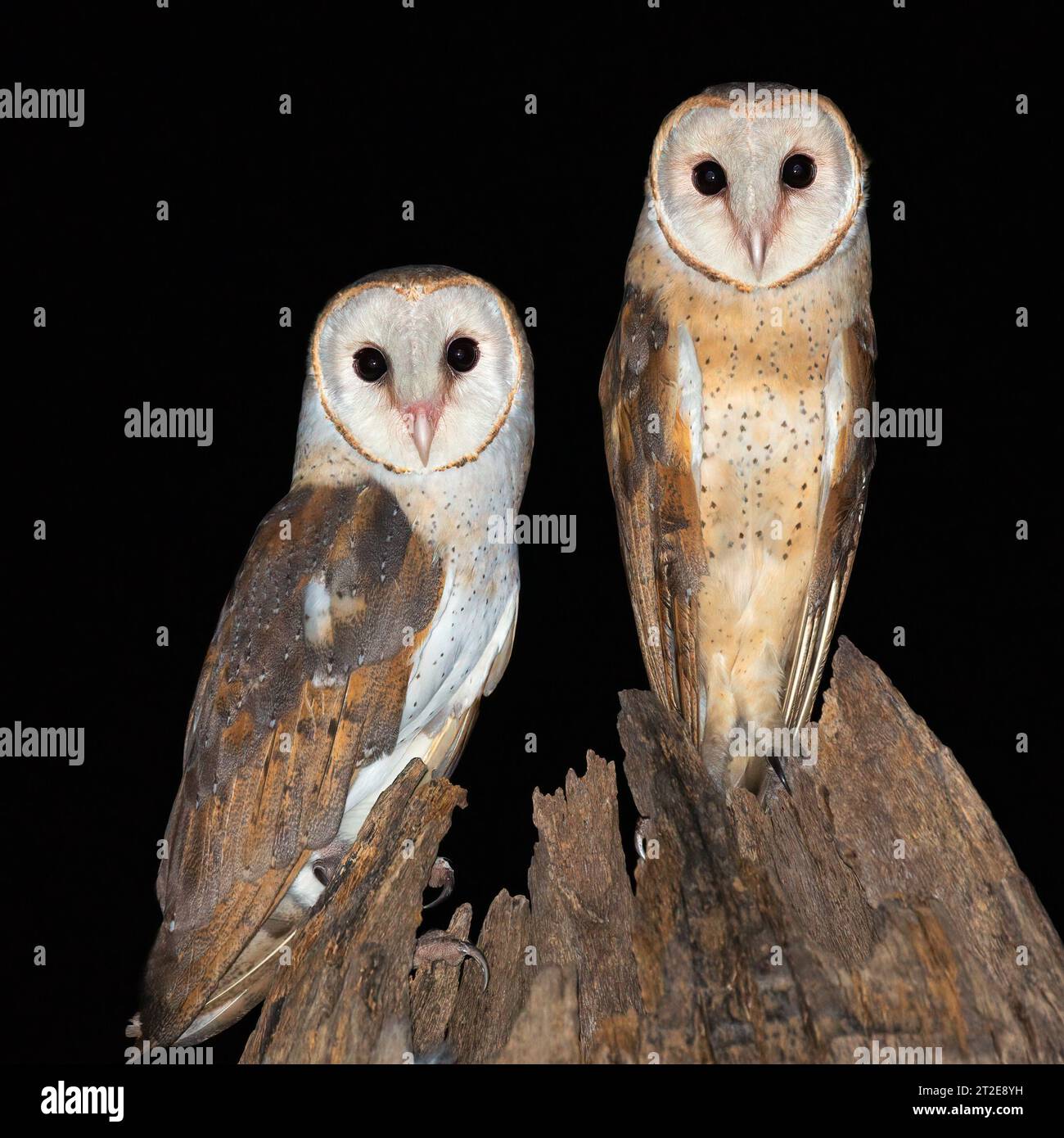 The owls look straight at the photographer CHANDIGARH, INDIA A SNAP of two barn owls creating the perfect heart have been captured.  Images show the b Stock Photo