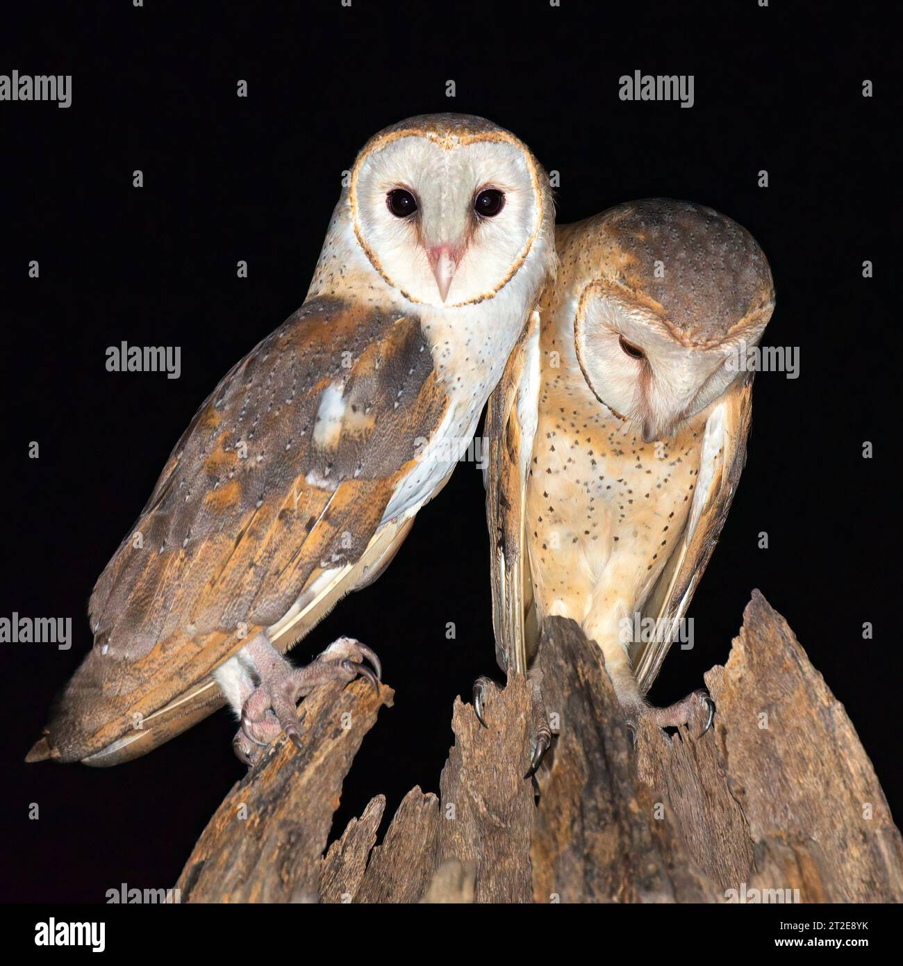 The owls in their tree stump CHANDIGARH, INDIA A SNAP of two barn owls creating the perfect heart have been captured.  Images show the barn owls both Stock Photo