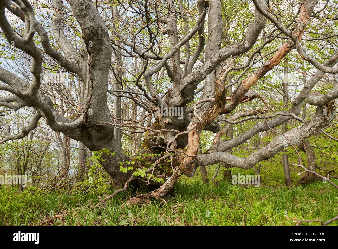 Enchanting Fairy Tale Tree Amidst Magical Woodland Stock Photo