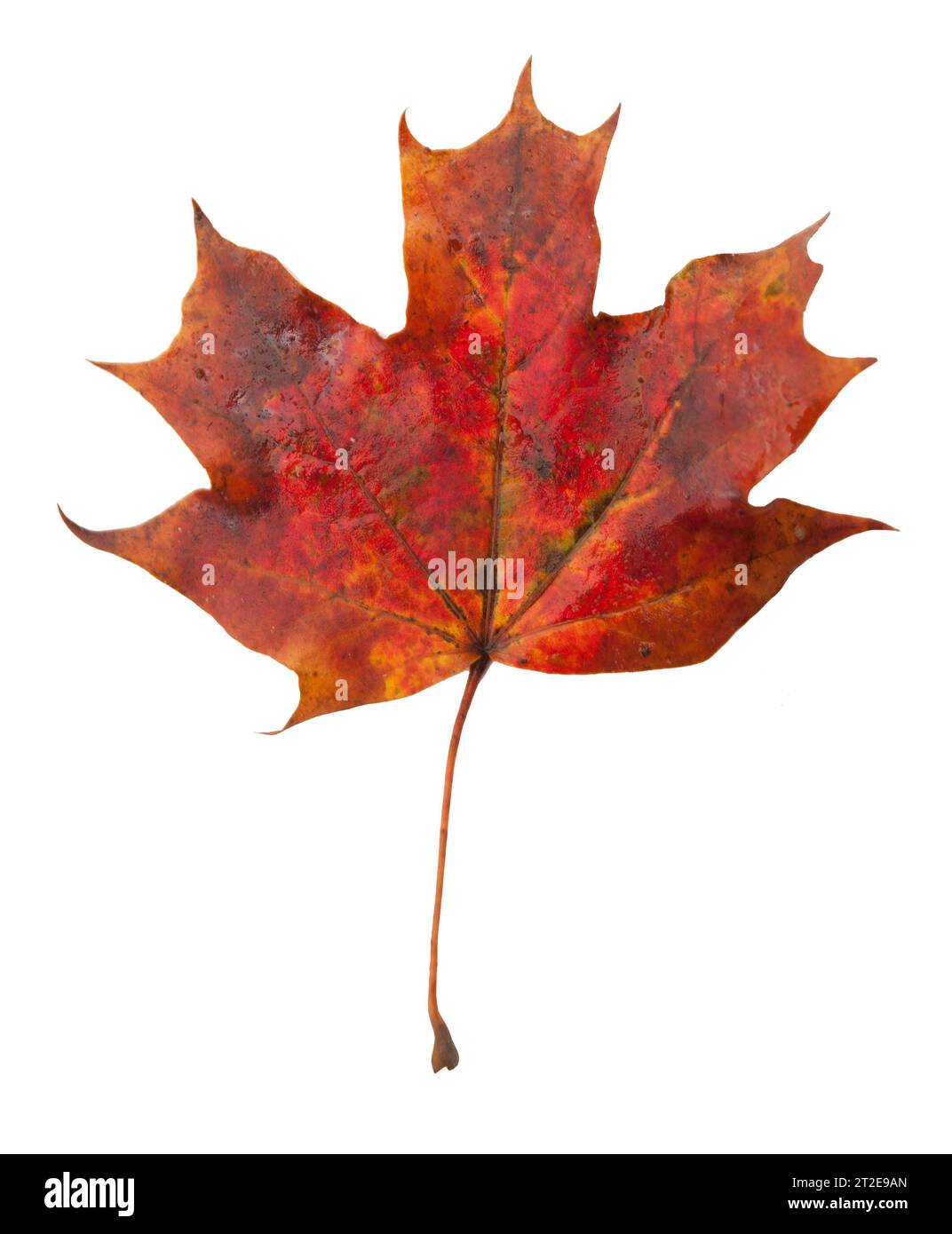 autumn Maple leaf isolated Stock Photo