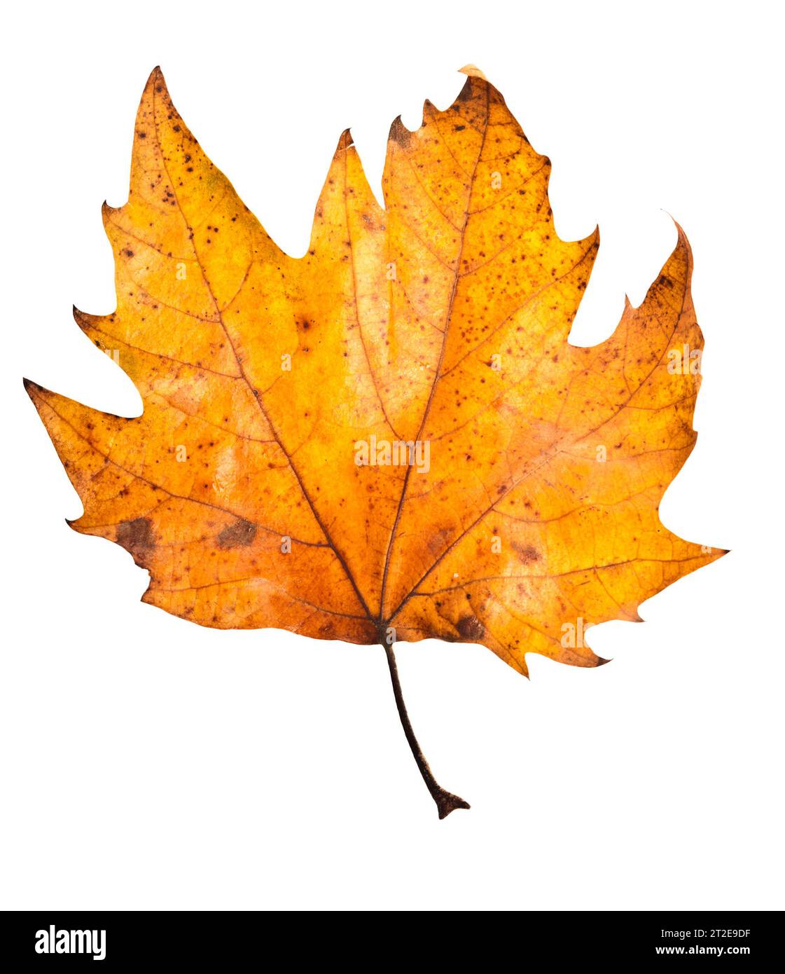 autumn Maple leaf isolated Stock Photo