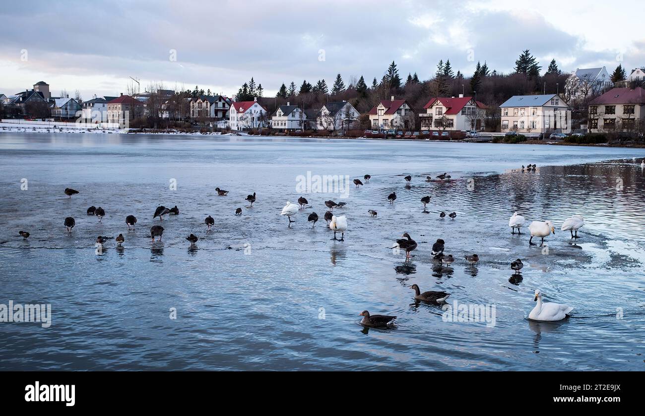 Ducks in water Stock Photo