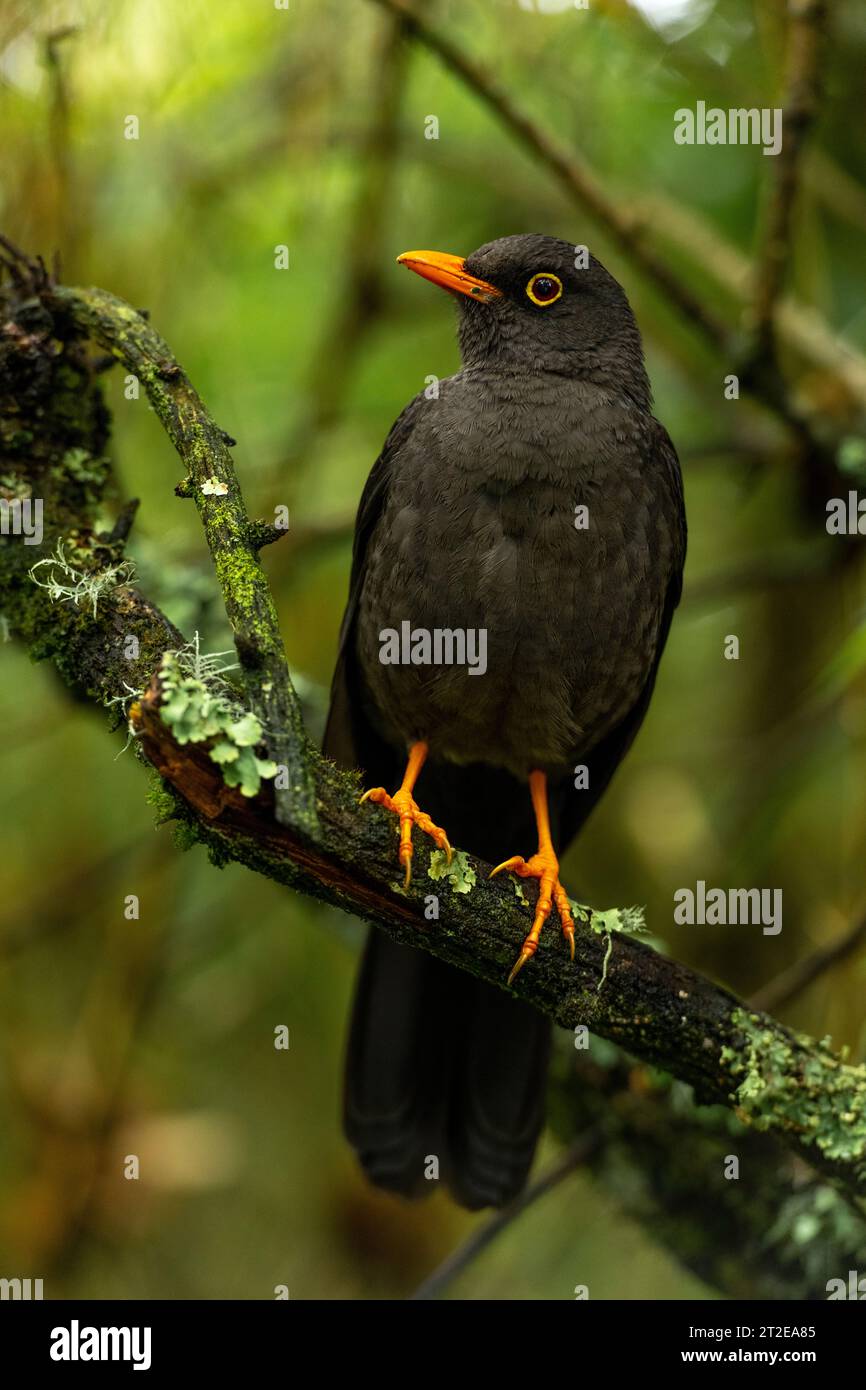 Great Thrush  (Turdus fuscater) found in Colombia, Ecuador, Peru, Venezuela and Bolivia - stock photo Stock Photo