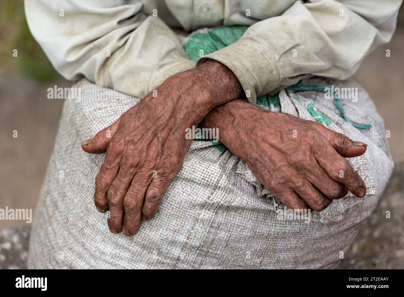 Hands of a coffee picker in Colombia, Manizales, Caldas, South America Stock Photo
