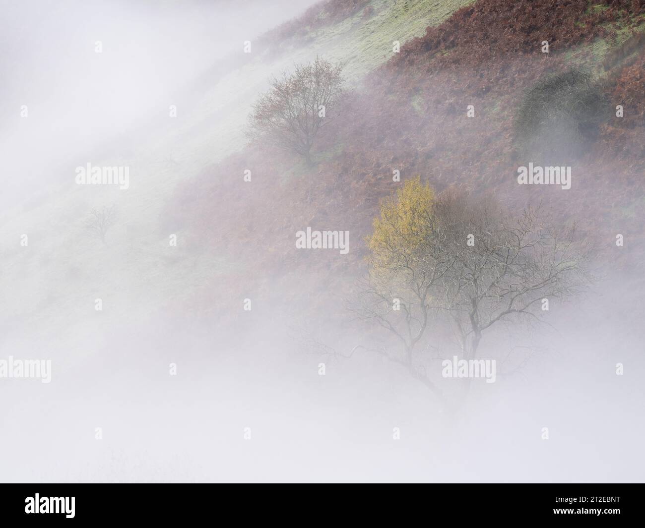 Misty conditions in woodland on the steep slopes of The Long Mynd near ...
