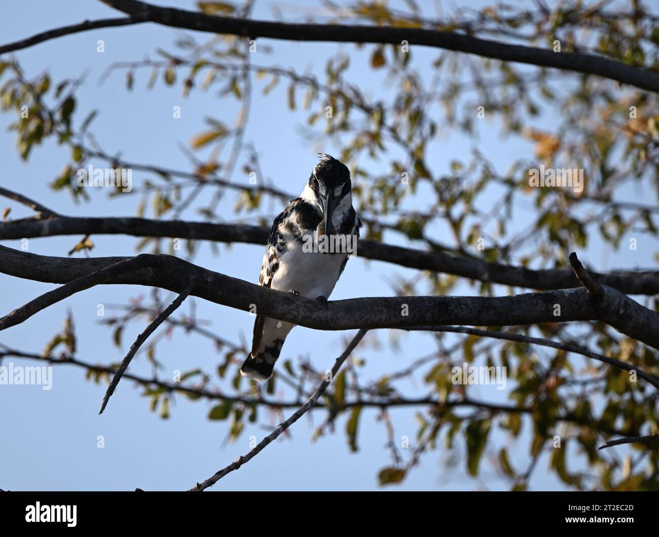 Grey kingfisher on a branch with a fish in its beak the pope falls, Cubango river, Namibia Stock Photo