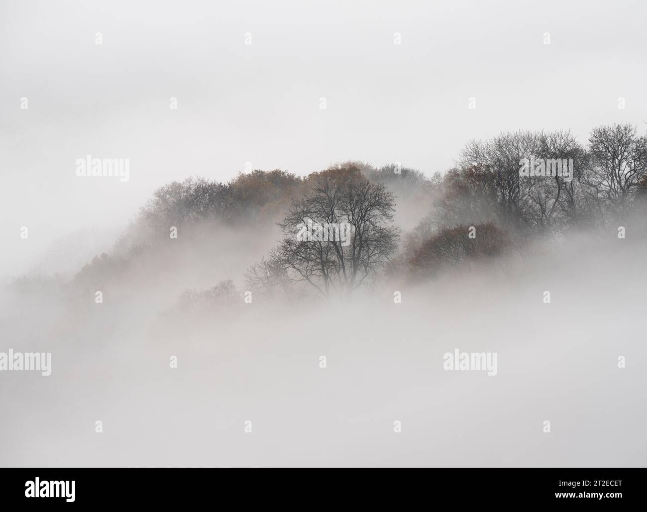 Misty conditions in woodland on the steep slopes of The Long Mynd near ...