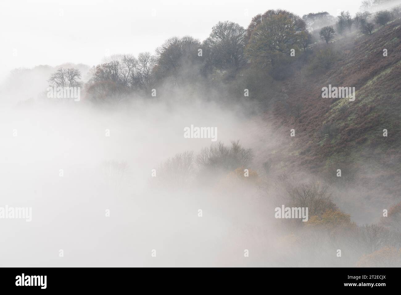 Misty conditions in woodland on the steep slopes of The Long Mynd near ...