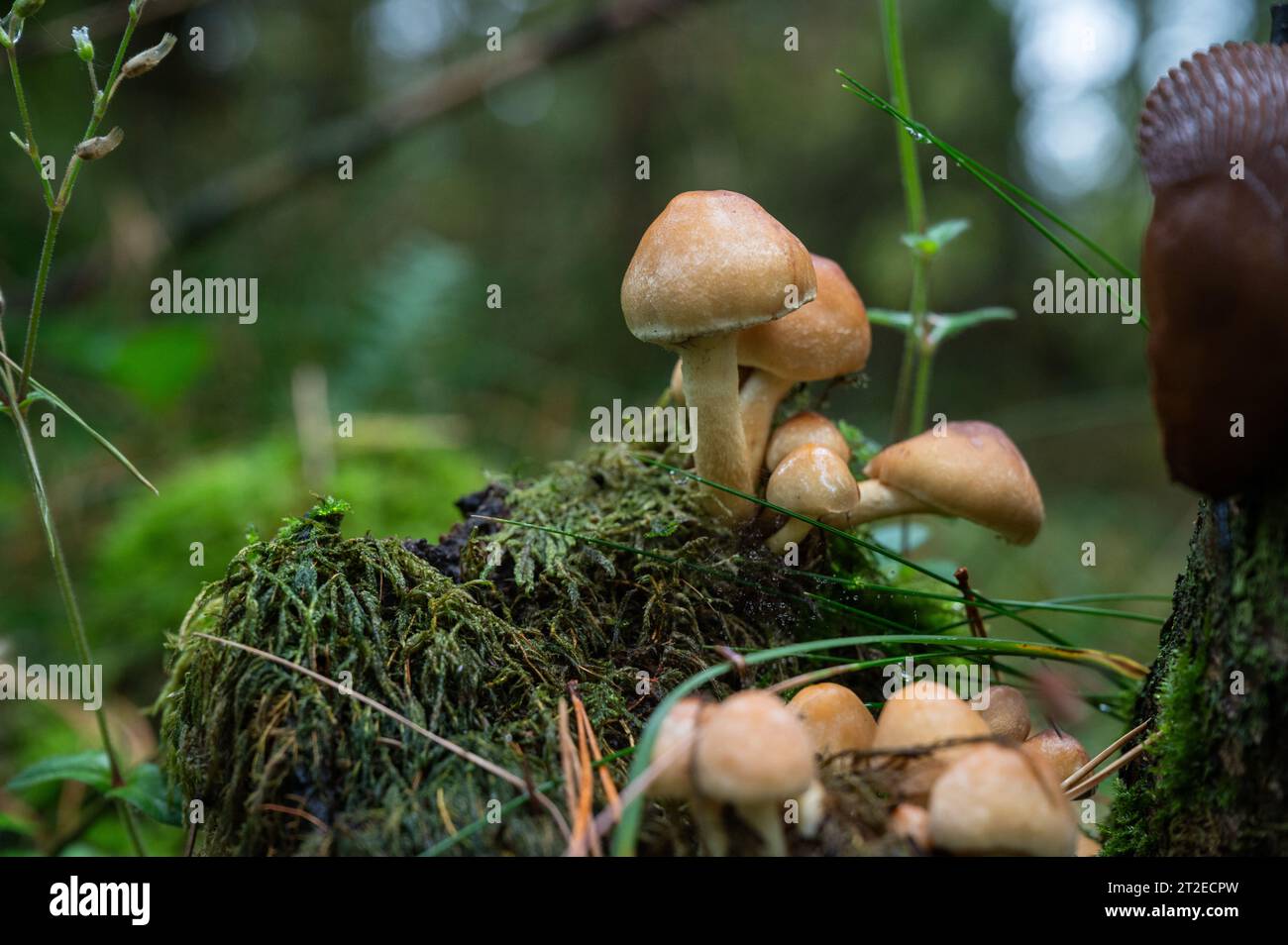 In autumn mushrooms sprout from the forest floor of nature Stock Photo