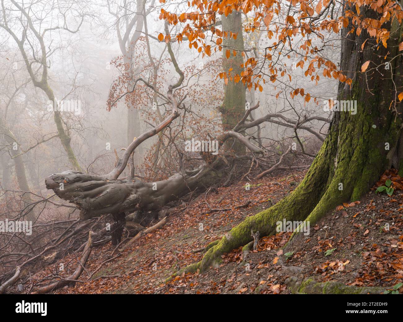 Misty conditions in woodland on the steep slopes of The Long Mynd near ...