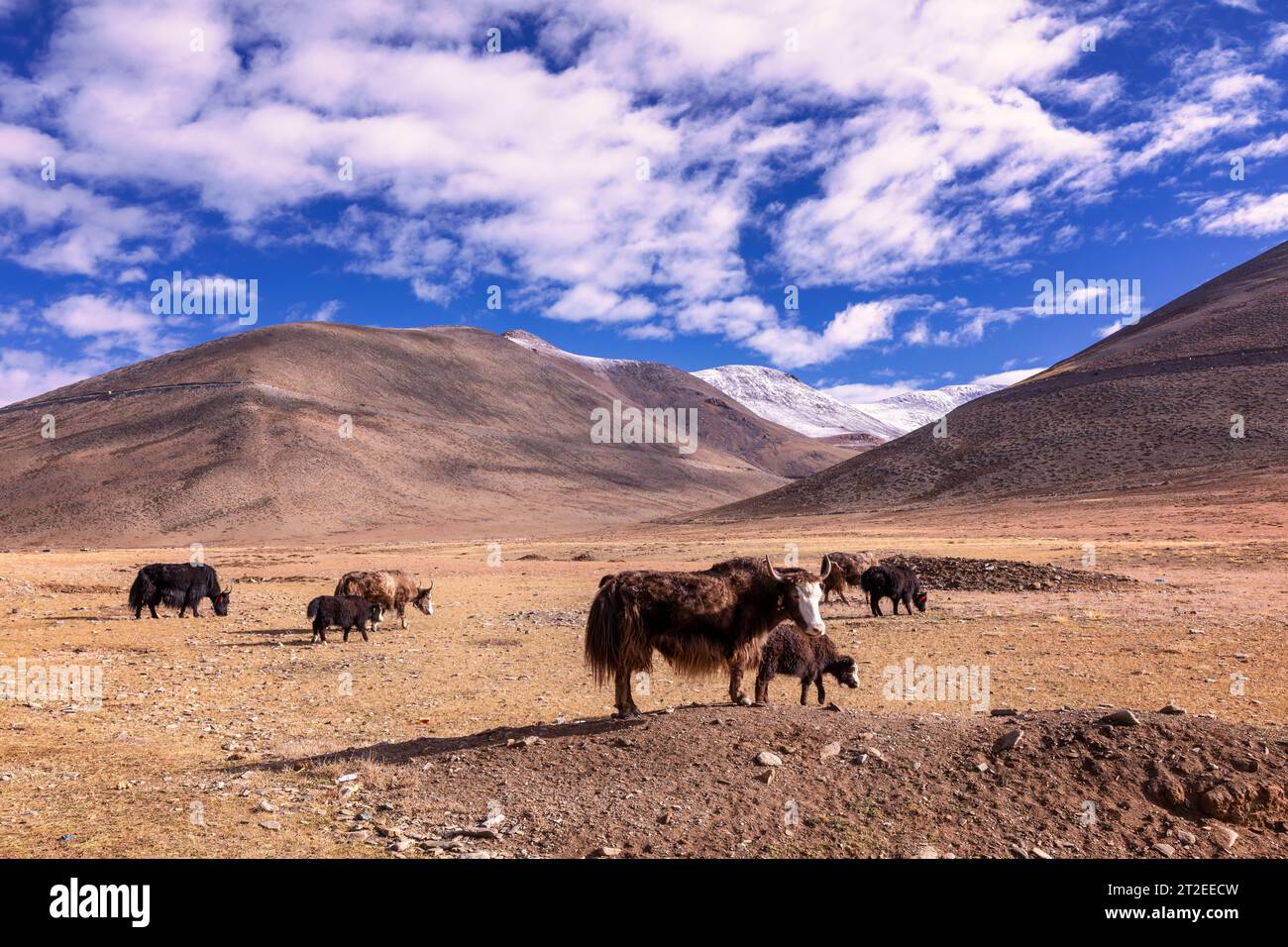 A large flock of domestic yaks, Ladakh, India Stock Photo
