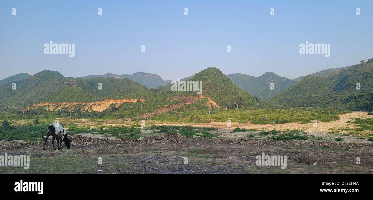 Pastoral scene black white cow hi-res stock photography and images - Alamy
