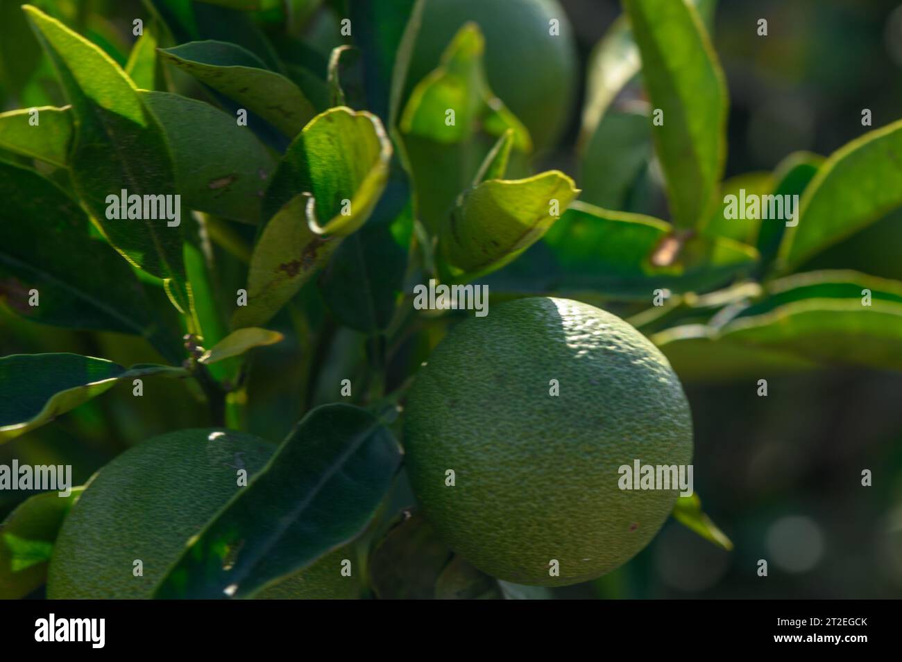 unripe oranges on the tree Stock Photo