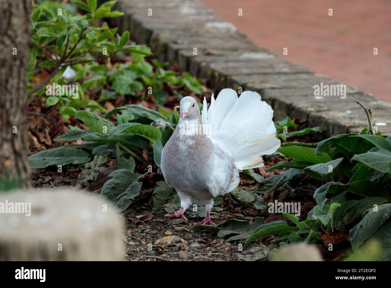 Fan tailed dove/pigeon Columbidae family, fan shaped tail 30 40