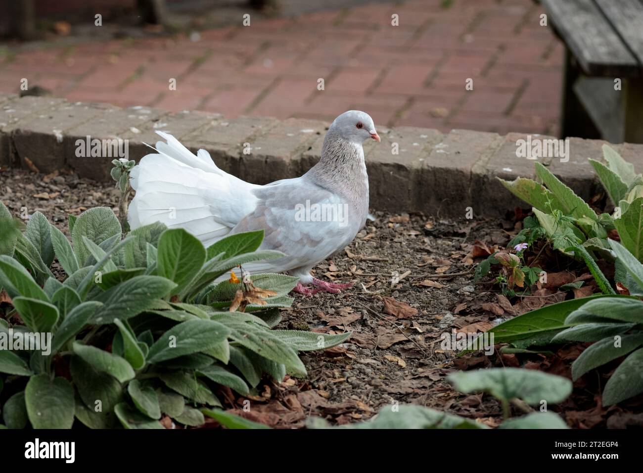 Fan tailed dove/pigeon Columbidae family, fan shaped tail 30 40