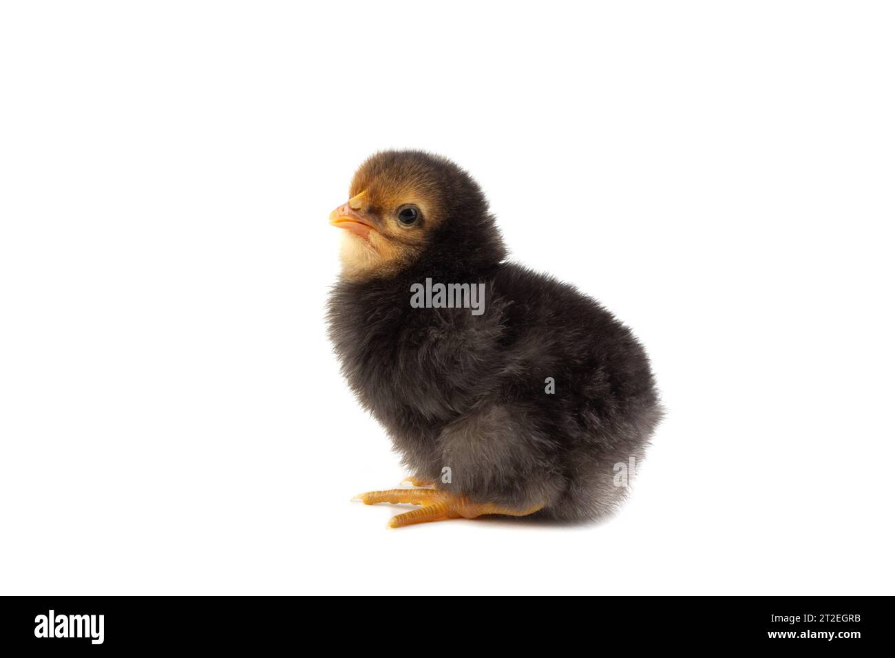 little black chick isolated on white background Stock Photo - Alamy