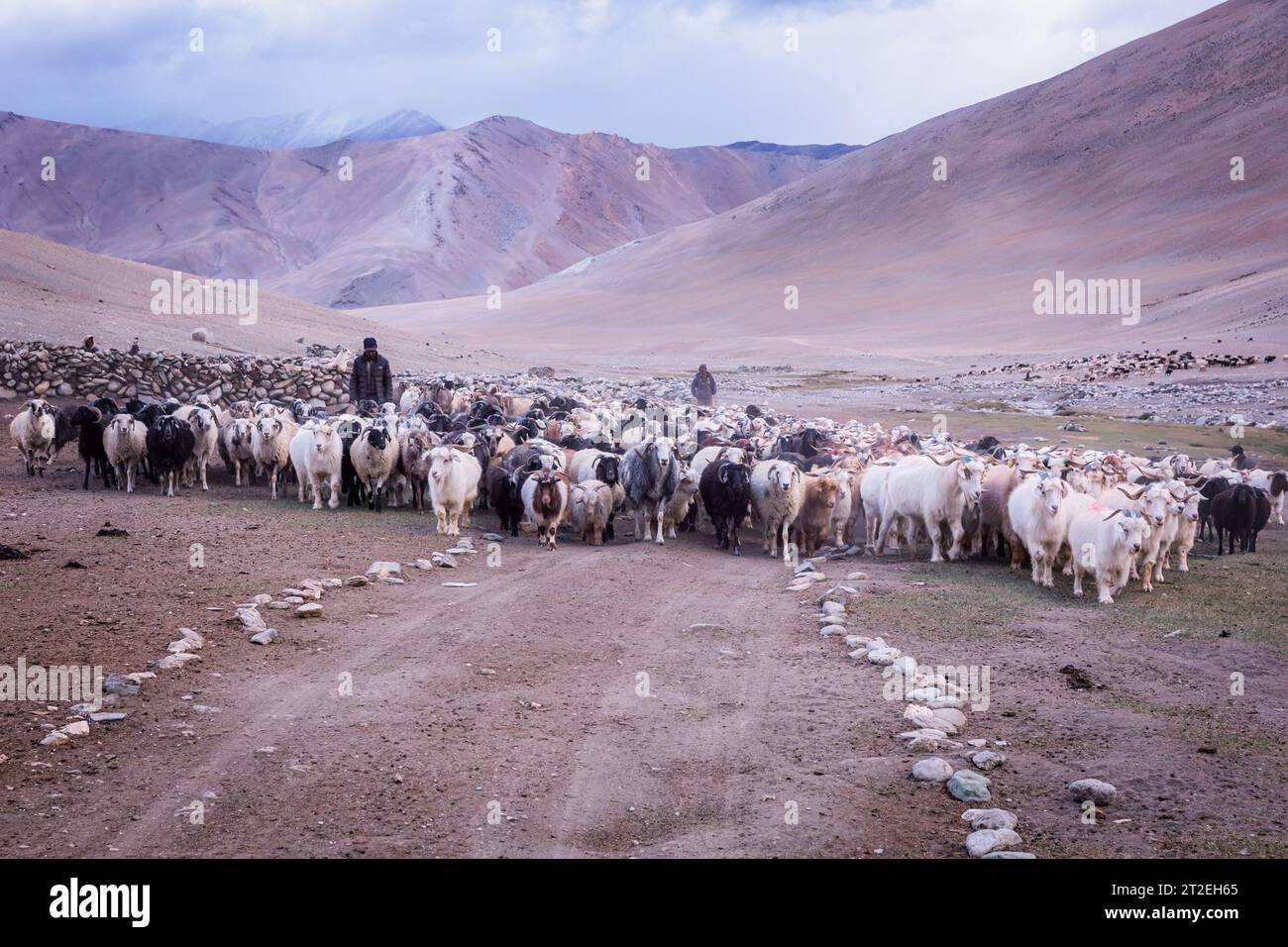 Changpa nomad with Pashmina goats, Ladakh, India Stock Photo