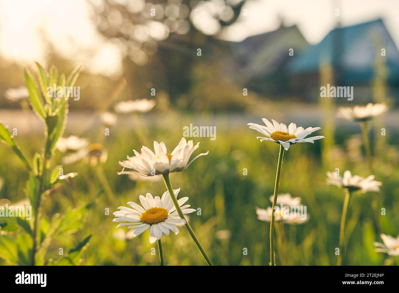 Chamomile on the background of wooden blurred houses. A beautiful picture of nature with a blooming chamomile. Chamomile spring floral sky landscape. Summer daisy. High quality photo Stock Photo