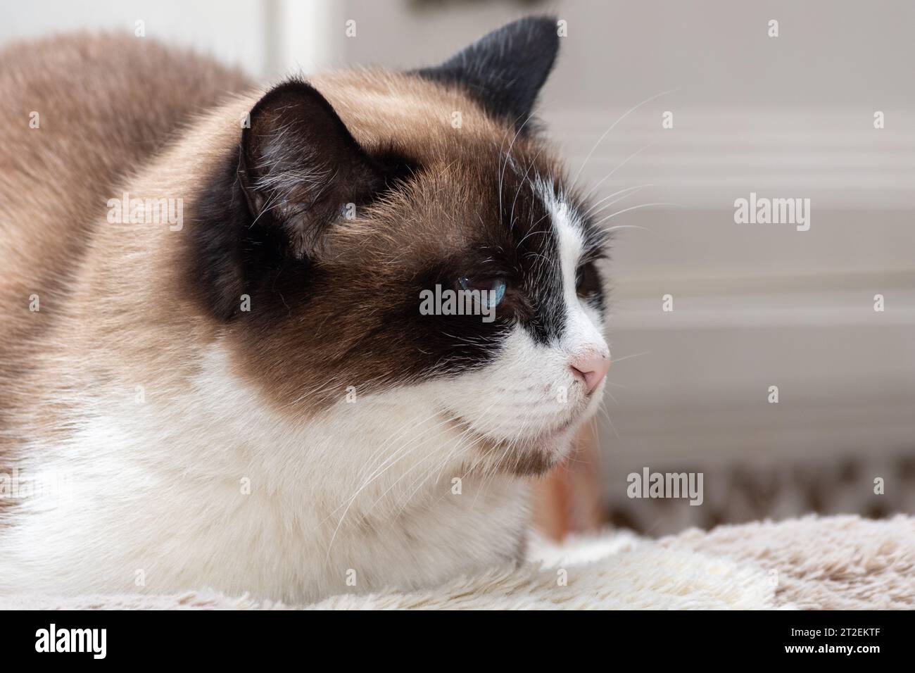 A close-up of a portrait of a multicolored, well-fed elderly lazy cat, with blue eyes on a gray fabric couch. Fluffy tricolor noble perfect cat Stock Photo