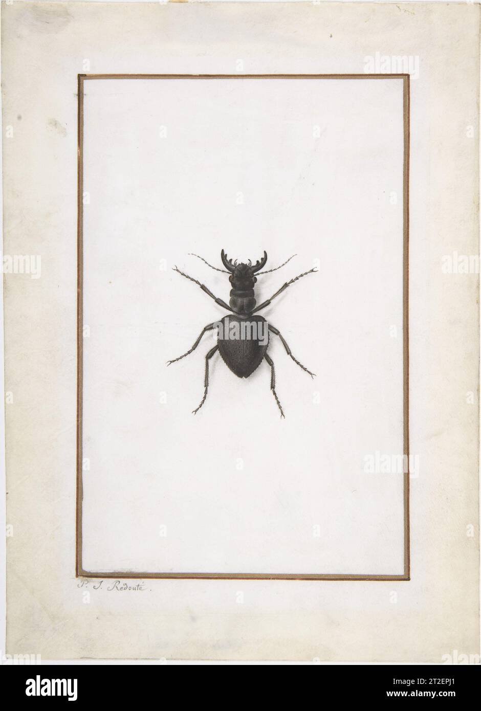 A Stag Beetle Pierre Joseph Redouté French Redouté’s stag beetle looks like it has just crawled onto this drawing’s animal-skin support, thanks to the artist’s subtle use of shadow and his attentiveness to minute anatomical details. The borders that frame this insect, as well as its placement at the center of the composition, however, suggest its status as a specimen. Best known for his depictions of flowers, Redouté worked for noteworthy figures like France’s Queen Marie Antoinette and, later, Empress Joséphine Bonaparte. His works bear witness to an increasing interest in empiricist knowledg Stock Photo