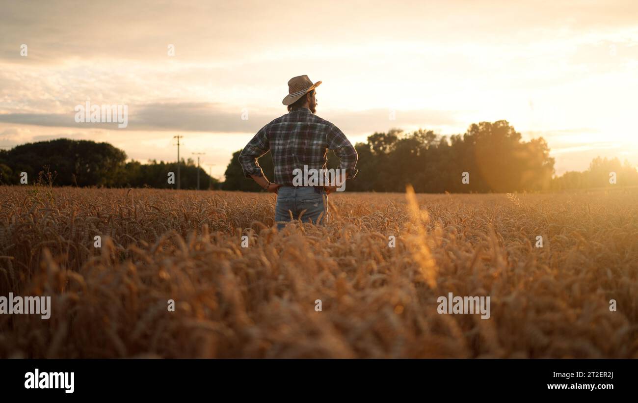 Farmer standing at the wheat field and examining cultivated cereal Stock Photo