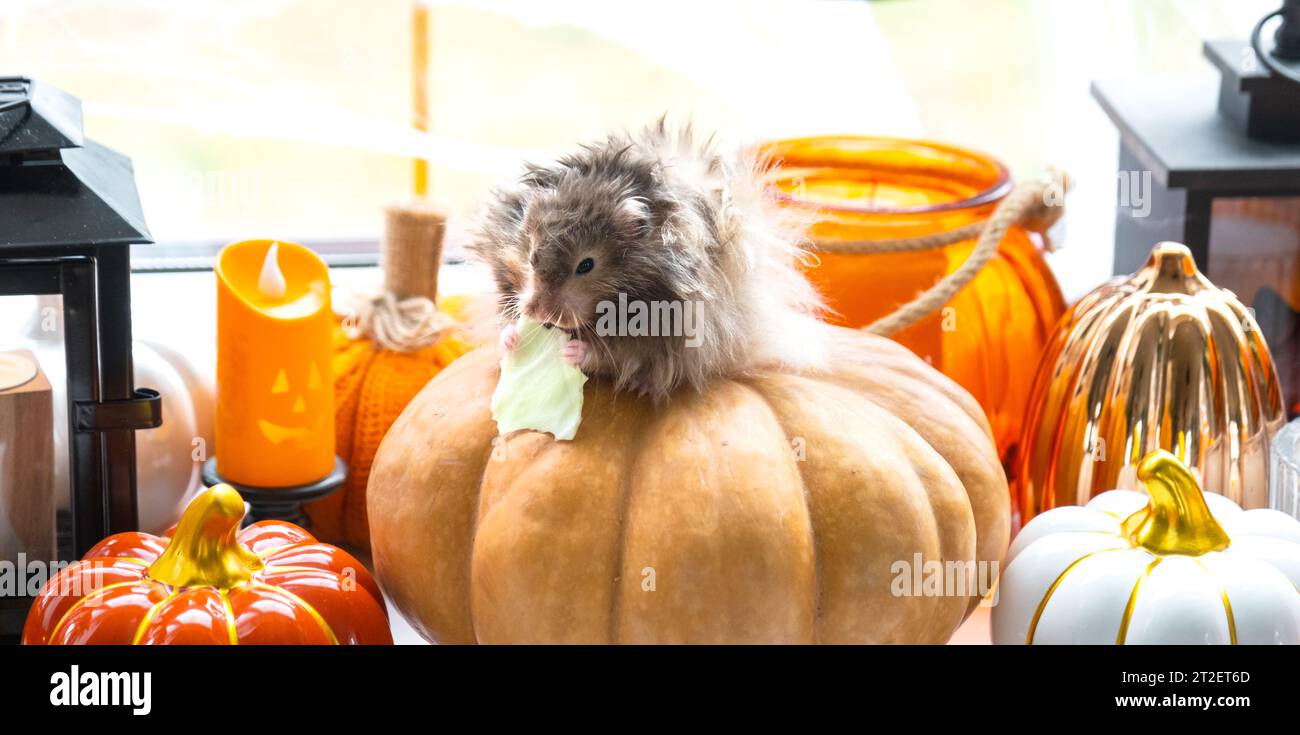 A funny shaggy fluffy hamster sits on a pumpkin and chews a leaf in a