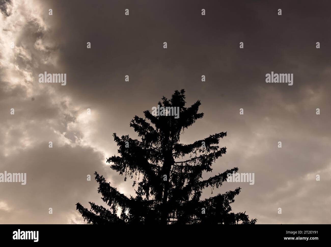 One spruce tree hi-res stock photography and images - Alamy