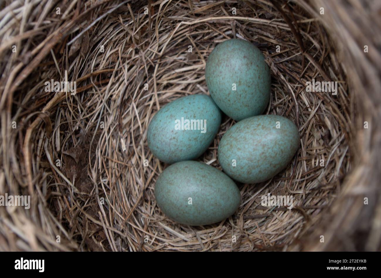 Four blackbird eggs in the nest. Stock Photo