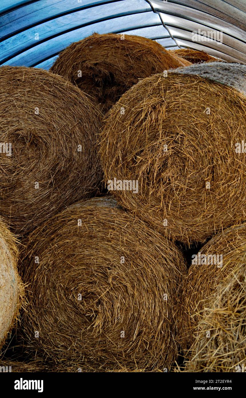 Winter supplies for dairy cattle. Stock Photo
