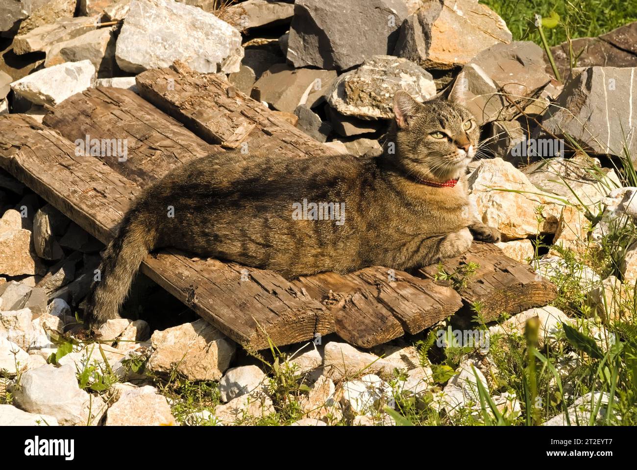 Tabby Cat having Sunbath -  resting, lying on Sun Stock Photo
