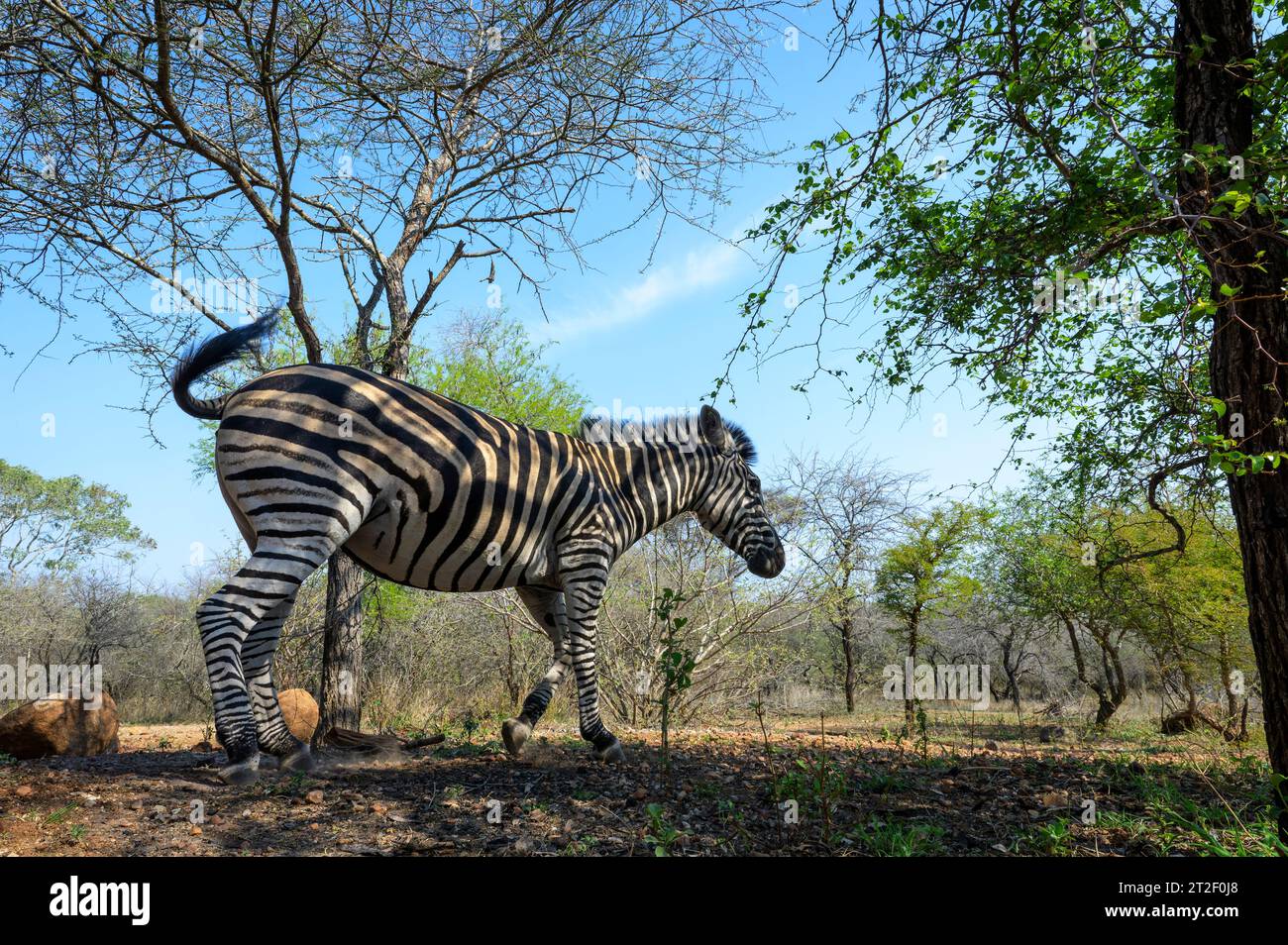 Plains Zebra (Equus quagga) walking at savanna close up with wide angle lens, Kruger National Park, Mpumalanga, South Africa. Stock Photo