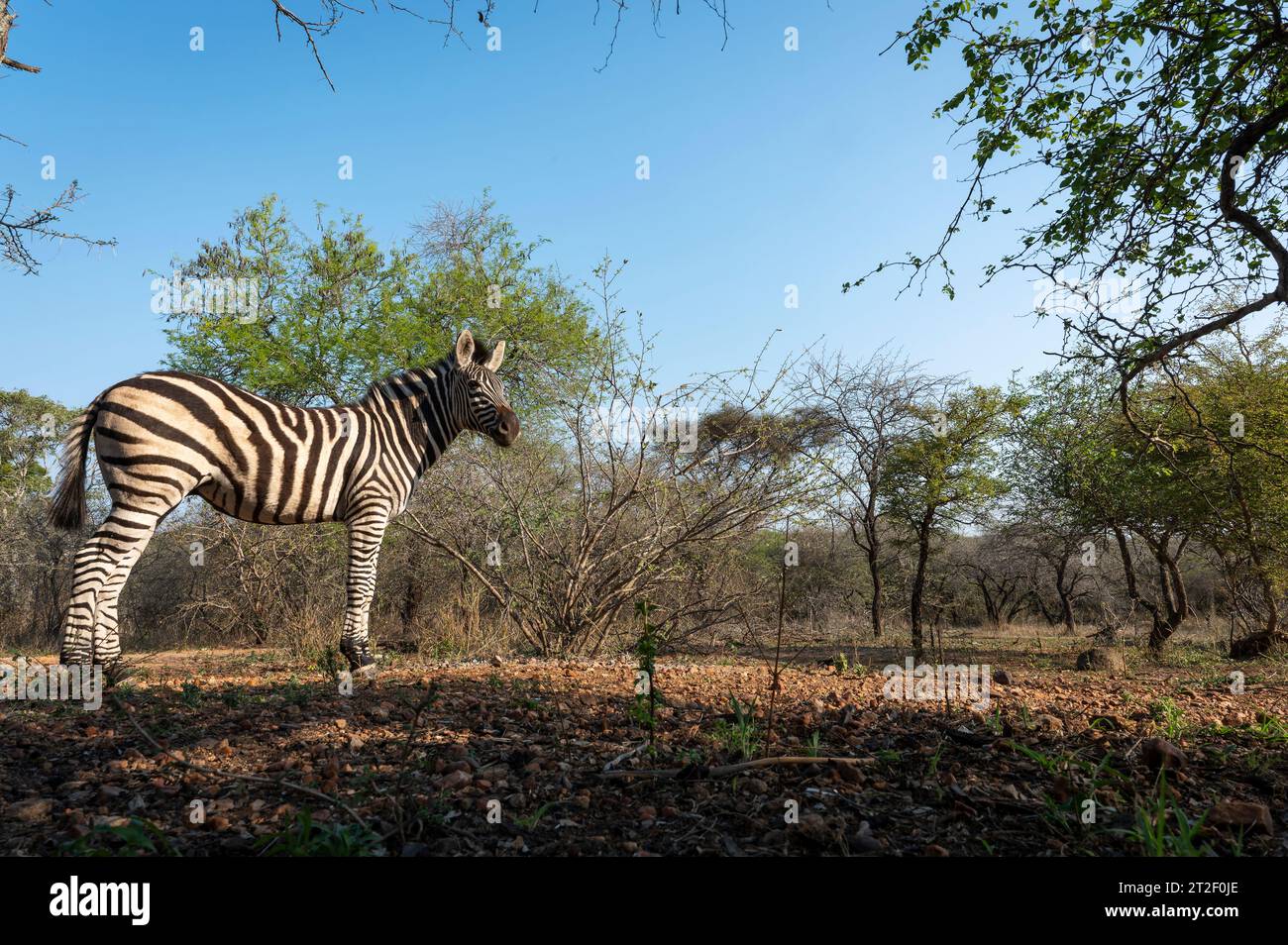 Plains Zebra (Equus quagga) standing at savanna close up with wide angle lens, Kruger National Park, Mpumalanga, South Africa. Stock Photo