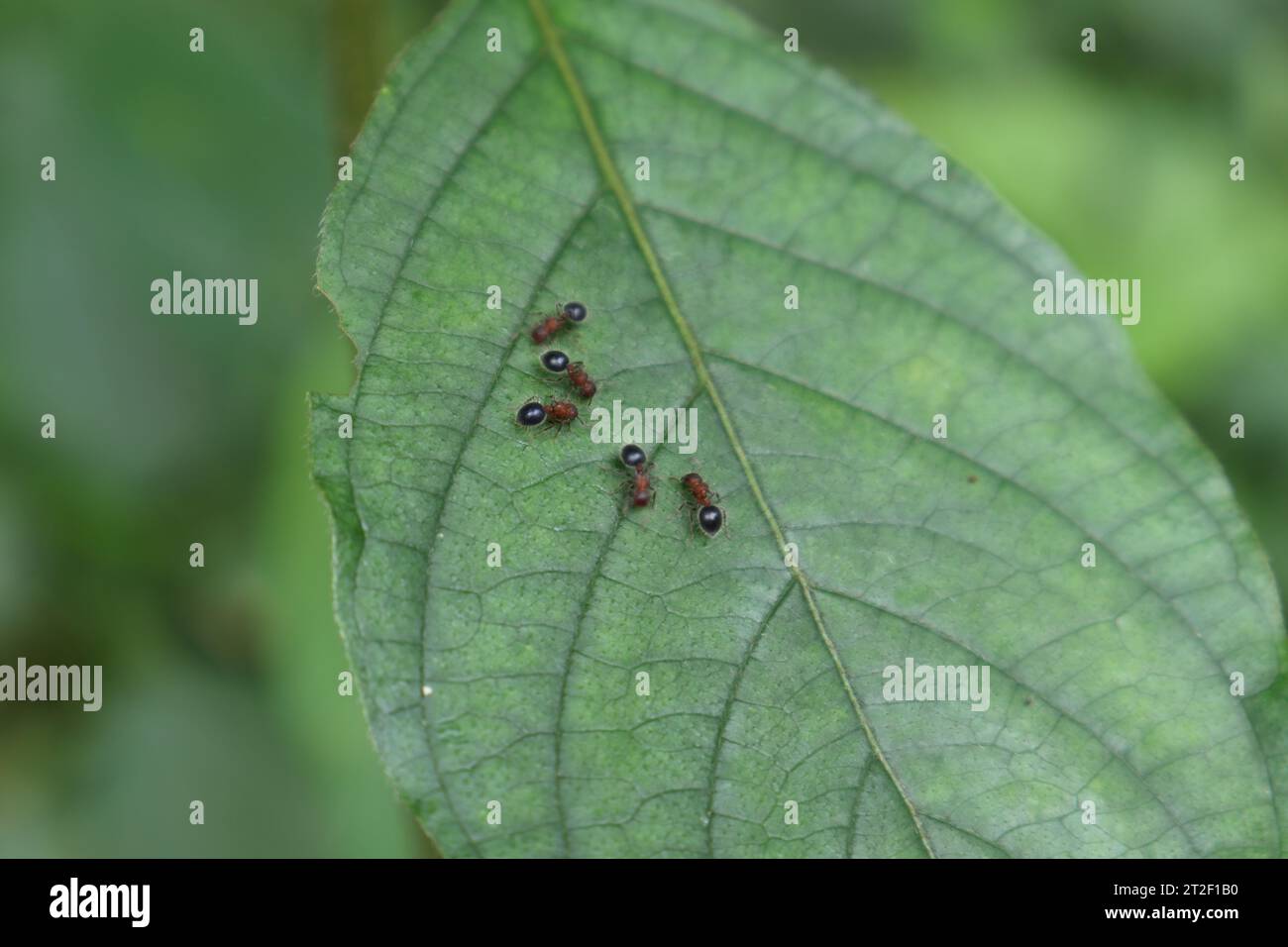 Overhead view of the few compact carpenter ants (Camponotus Planatus) Searching food while walking on the surface of a wild Mussaenda leaf Stock Photo