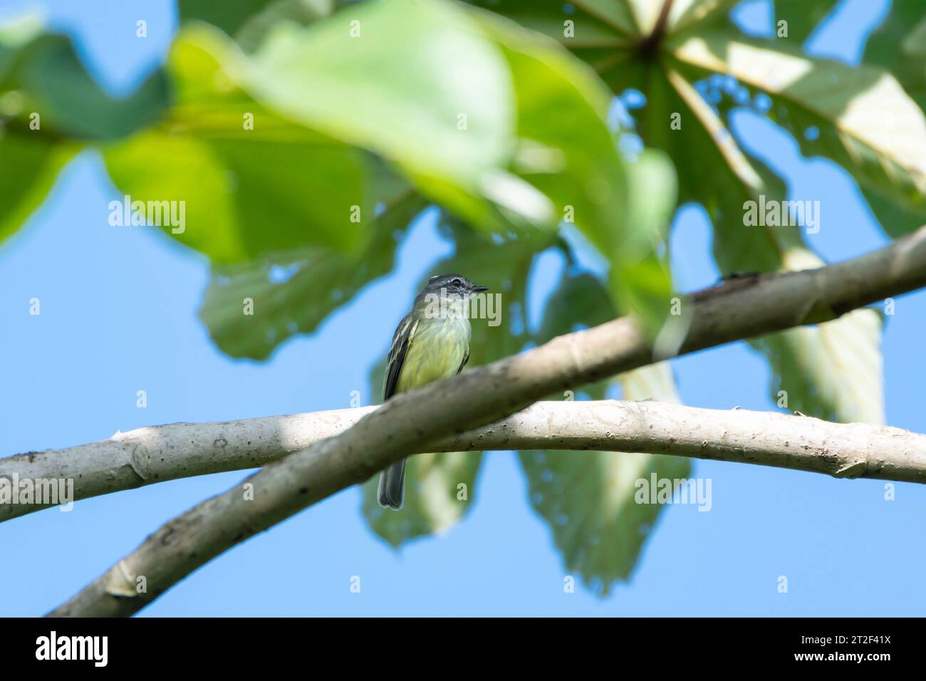 A Forest Elaenia, Myiopagis gaimardii, a small yellow and gray bird perching in a Bacano tree in the rainforest Stock Photo