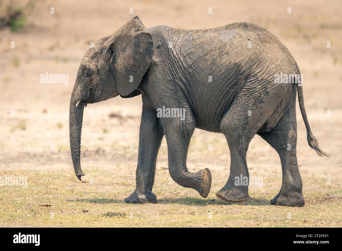 Young African bush elephant crosses sandy riverbank Stock Photo - Alamy