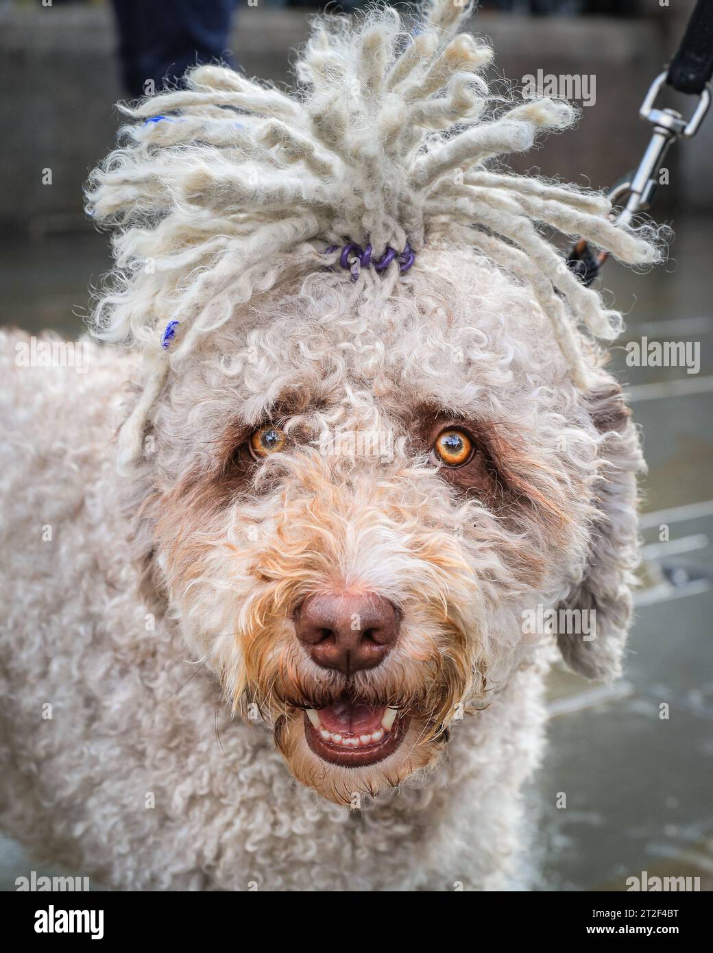 London, UK. 19th Oct, 2023. Pablo, out and about in Westminster with his owner, has come prepared for the rainy weather with a funky 'updo' hairstyle to keep his curls in order. The capital sees rain and occasional gusty wind most of the day with milder temperatures. Credit: Imageplotter/Alamy Live News Stock Photo