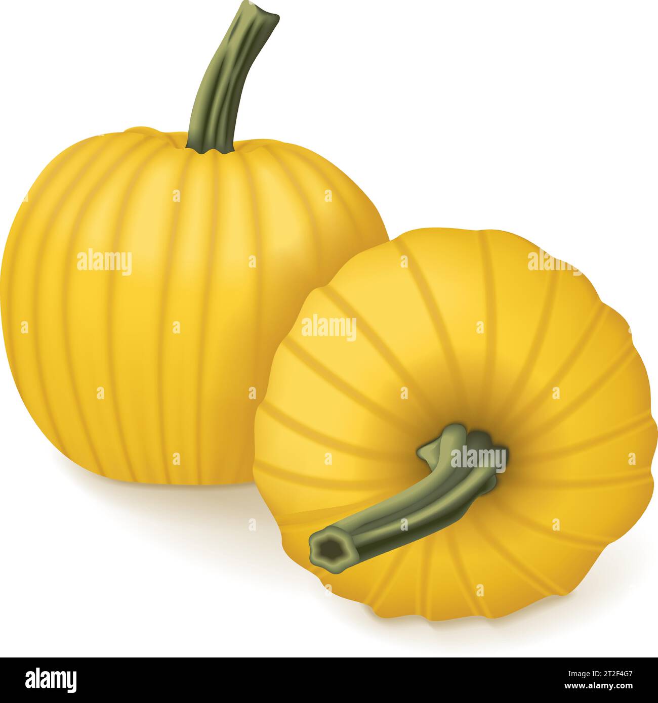 Group of Mellow Yellow Pumpkin. Winter squash. Cucurbita pepo. Fruits and vegetables. Isolated vector illustration. Stock Vector