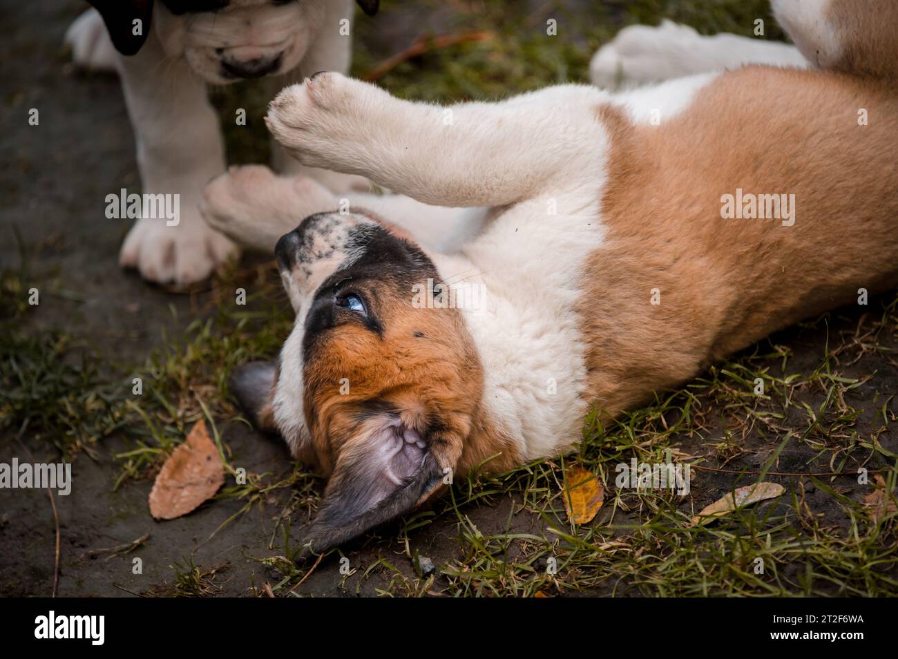 Portrait of a dog. Two white and brown Saint Bernard puppy playing on meadow. St. Bernard. Alpine Spaniel in Switzerland. Stock Photo