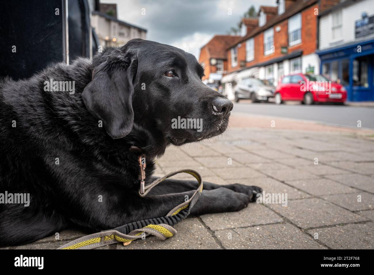 Wadhurst, October 16th 2023: A labrador dog in the High Street Stock Photo