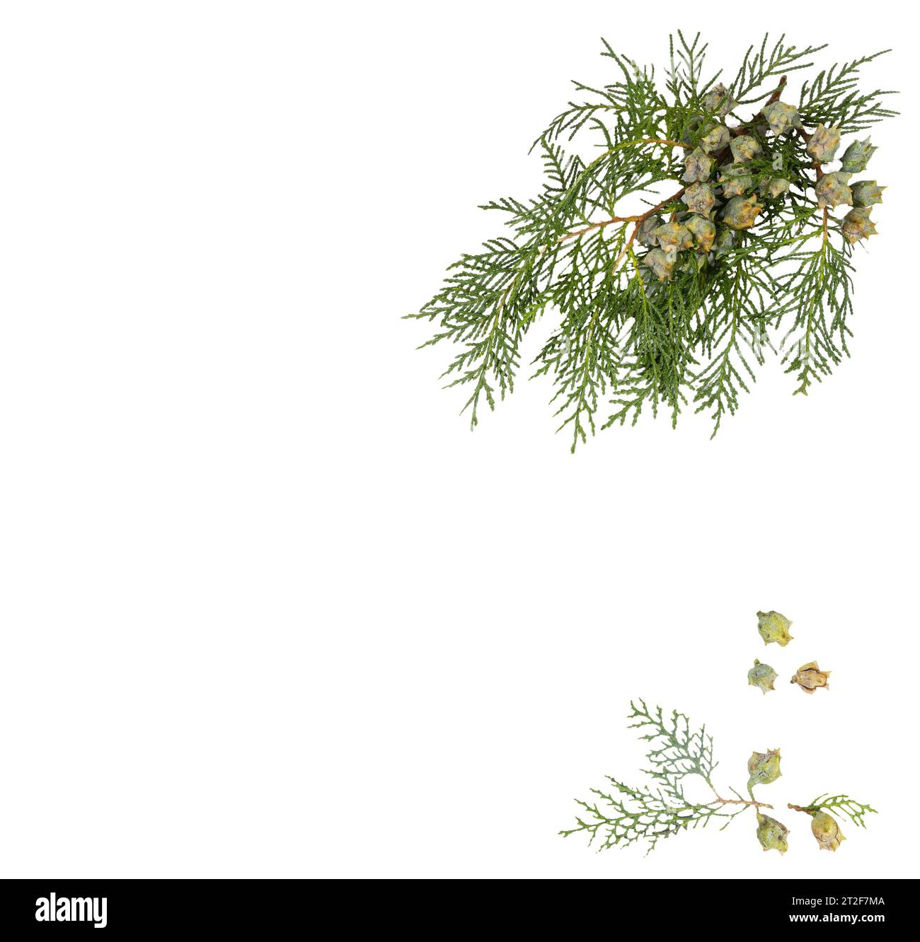 a  with some berries on a transparent surface Stock Photo