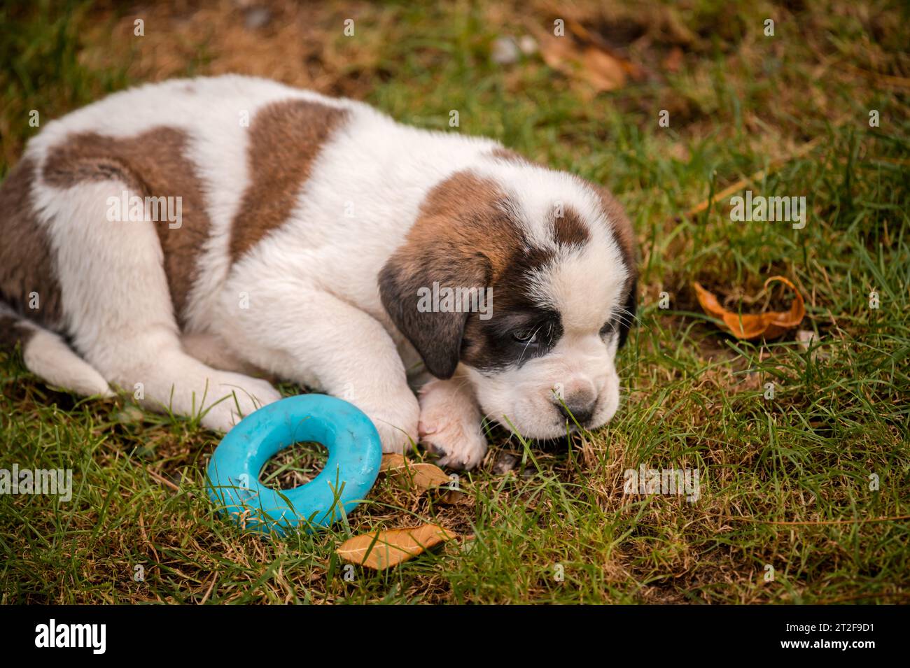 Portrait of a dog. One white and brown Saint Bernard puppy playing toy ring on meadow. St. Bernard. Alpine Spaniel in Switzerland. Stock Photo