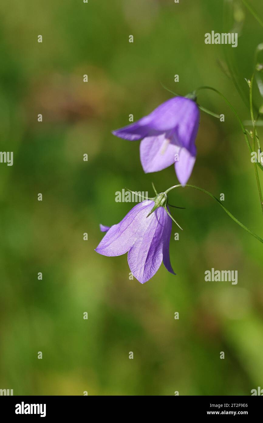 Spreading bellflower (Campanula patula), blue flower, in a meadow, Wilden, North Rhine-Westphalia, Germany Stock Photo