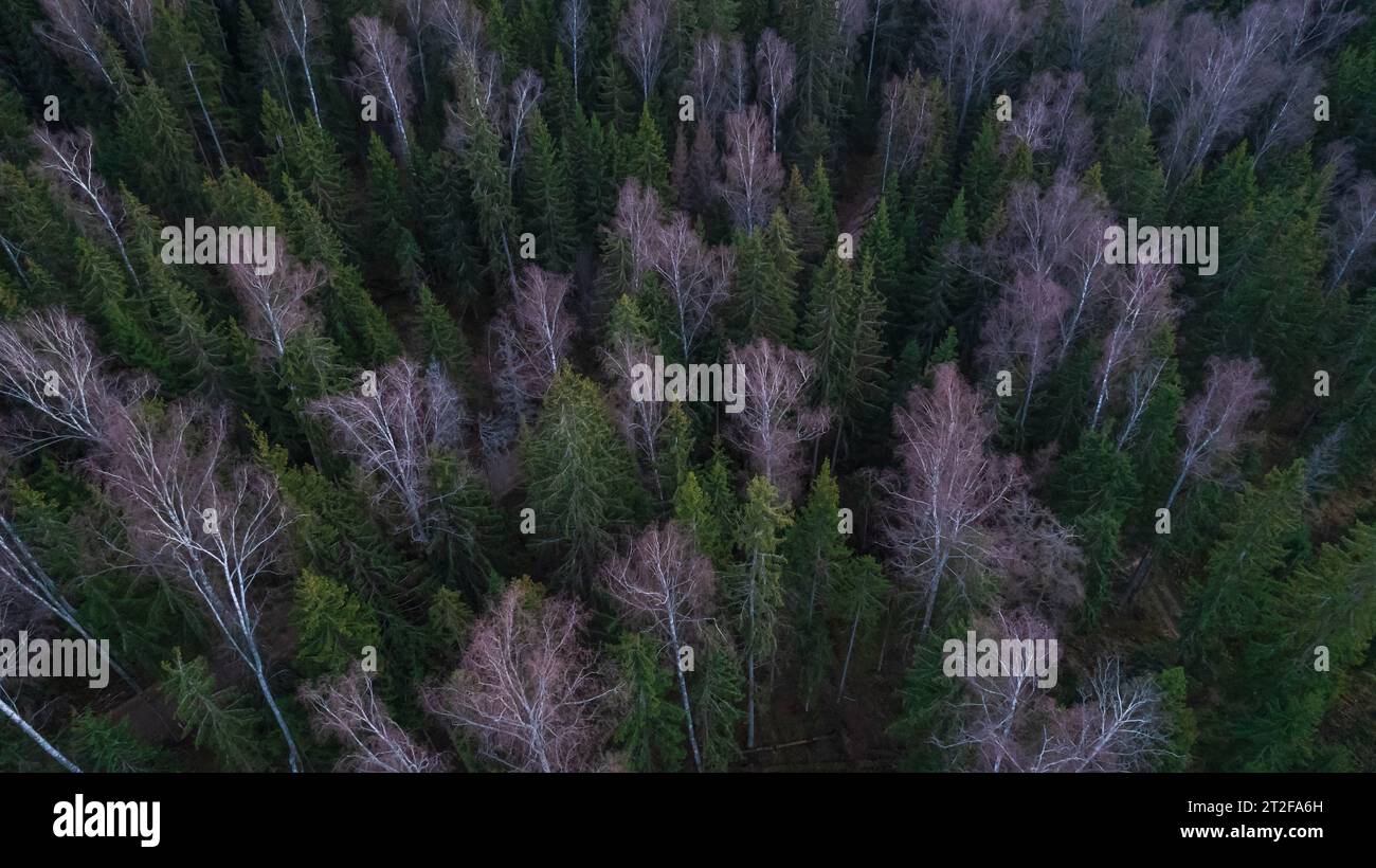 Forest Without Path Tops trees without leaves hi-res stock photography and images - Alamy